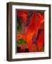 Animal Soup-John Newcomb-Framed Giclee Print