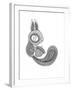 Animal Squirrel-Neeti Goswami-Framed Art Print