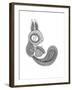 Animal Squirrel-Neeti Goswami-Framed Art Print