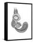 Animal Squirrel-Neeti Goswami-Framed Stretched Canvas