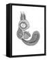 Animal Squirrel-Neeti Goswami-Framed Stretched Canvas