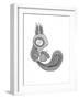 Animal Squirrel-Neeti Goswami-Framed Art Print