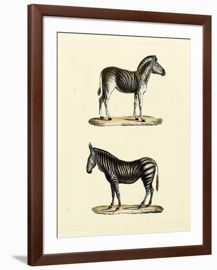 Animal Studies I-Vision Studio-Framed Art Print