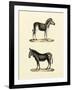 Animal Studies I-Vision Studio-Framed Art Print