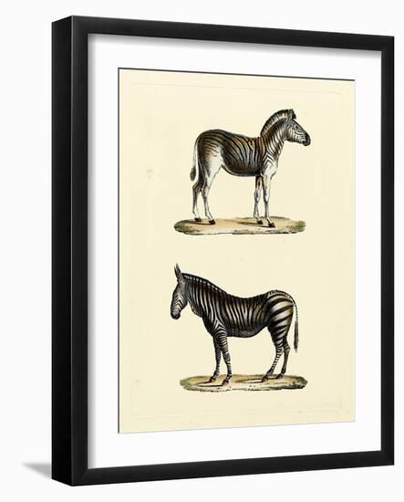 Animal Studies I-Vision Studio-Framed Art Print