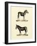 Animal Studies I-Vision Studio-Framed Art Print