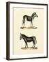 Animal Studies I-Vision Studio-Framed Art Print