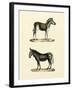 Animal Studies I-Vision Studio-Framed Art Print