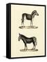 Animal Studies I-Vision Studio-Framed Stretched Canvas