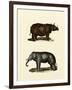 Animal Studies IV-Vision Studio-Framed Art Print