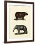 Animal Studies IV-Vision Studio-Framed Art Print