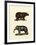 Animal Studies IV-Vision Studio-Framed Art Print