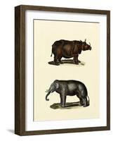 Animal Studies IV-Vision Studio-Framed Art Print