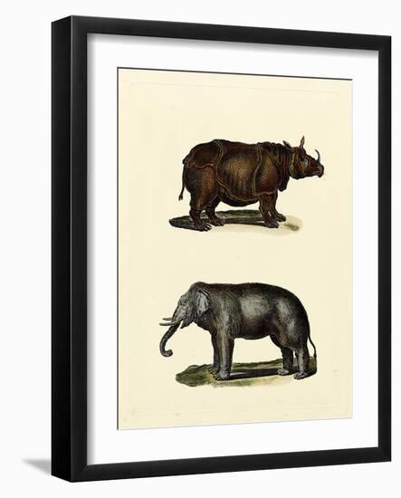 Animal Studies IV-Vision Studio-Framed Art Print