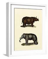 Animal Studies IV-Vision Studio-Framed Art Print