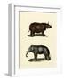 Animal Studies IV-Vision Studio-Framed Art Print