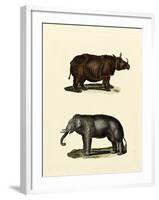 Animal Studies IV-Vision Studio-Framed Art Print