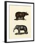 Animal Studies IV-Vision Studio-Framed Art Print