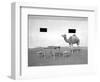 Animal Talk 11,-Jaschi Klein-Framed Photographic Print