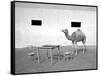 Animal Talk 11,-Jaschi Klein-Framed Stretched Canvas