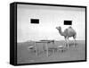 Animal Talk 11,-Jaschi Klein-Framed Stretched Canvas