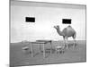 Animal Talk 11,-Jaschi Klein-Mounted Photographic Print