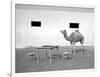 Animal Talk 11,-Jaschi Klein-Framed Photographic Print