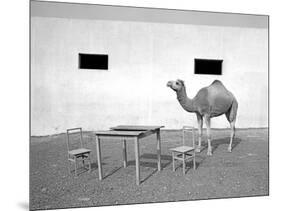 Animal Talk 11,-Jaschi Klein-Mounted Photographic Print