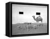 Animal Talk 11,-Jaschi Klein-Framed Stretched Canvas