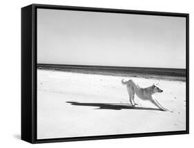 Animal Talk 21-Jaschi Klein-Framed Stretched Canvas
