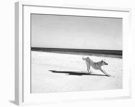 Animal Talk 21-Jaschi Klein-Framed Photographic Print