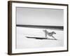 Animal Talk 21-Jaschi Klein-Framed Photographic Print