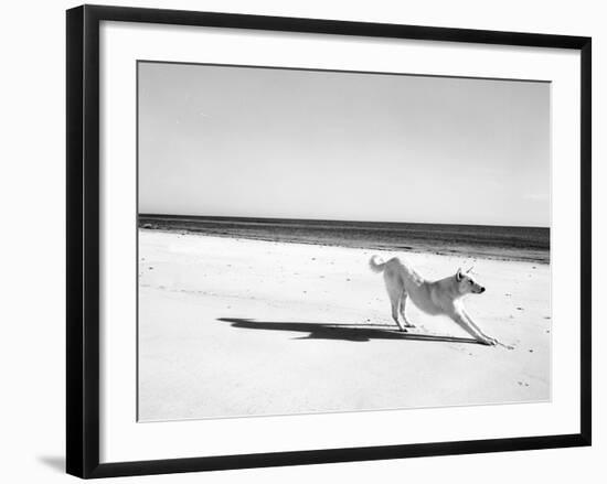 Animal Talk 21-Jaschi Klein-Framed Photographic Print