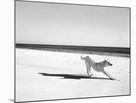 Animal Talk 21-Jaschi Klein-Mounted Photographic Print