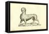 Animal Tigridi Affine-Ulisse Aldrovandi-Framed Stretched Canvas