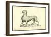 Animal Tigridi Affine-Ulisse Aldrovandi-Framed Art Print