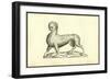 Animal Tigridi Affine-Ulisse Aldrovandi-Framed Art Print