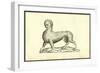 Animal Tigridi Affine-Ulisse Aldrovandi-Framed Art Print