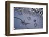 Animal tracks in the muddy bottom, close-up-David & Micha Sheldon-Framed Photographic Print