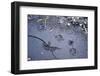 Animal tracks in the muddy bottom, close-up-David & Micha Sheldon-Framed Photographic Print