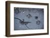 Animal tracks in the muddy bottom, close-up-David & Micha Sheldon-Framed Photographic Print