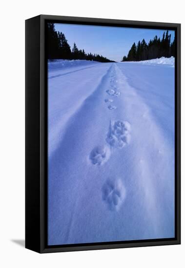 Animal Tracks Near Alaska Highway-Paul Souders-Framed Stretched Canvas
