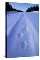 Animal Tracks Near Alaska Highway-Paul Souders-Stretched Canvas