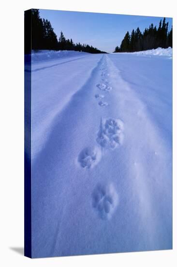 Animal Tracks Near Alaska Highway-Paul Souders-Stretched Canvas