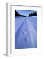 Animal Tracks Near Alaska Highway-Paul Souders-Framed Photographic Print