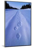 Animal Tracks Near Alaska Highway-Paul Souders-Mounted Photographic Print