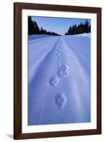 Animal Tracks Near Alaska Highway-Paul Souders-Framed Photographic Print