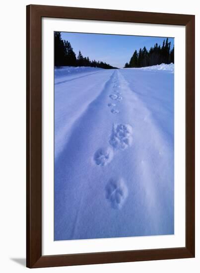 Animal Tracks Near Alaska Highway-Paul Souders-Framed Photographic Print