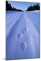 Animal Tracks Near Alaska Highway-Paul Souders-Mounted Photographic Print