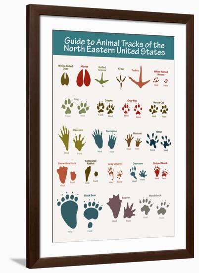 Animal Tracks of the North Eastern United States-null-Framed Art Print